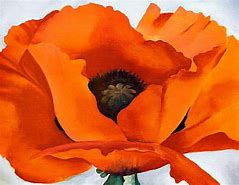 Image result for Oriental Poppies Georgia O'Keeffe