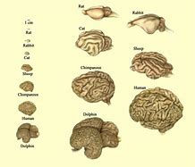 Image result for To AI vs Human Competition