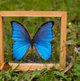 Image result for framed butterfly wall art set