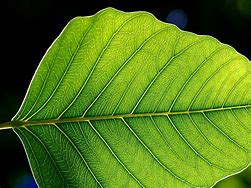 Image result for Leaf Border Silhouette