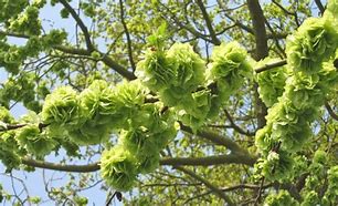 Image result for Wych Elm Body