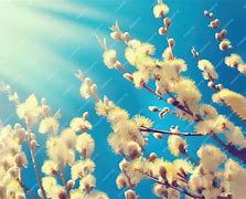 Image result for Willow Flower