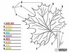 Image result for Common Core Sheets Bar Graph Worksheet