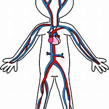 Image result for Circulatory Motion Examples