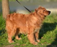 Image result for English Cocker Spaniel Mix