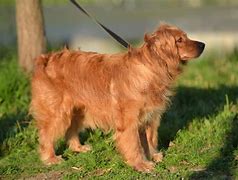 Image result for English Cocker Spaniel Cut