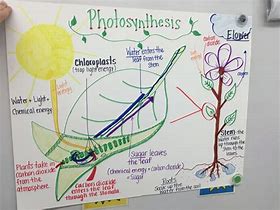 Image result for Photosynthesis Process Chart