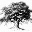 Image result for White Oak Tree Clip Art