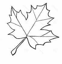 Image result for Maple Leaf Coloring