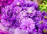 Image result for Lavender Eye Makeup