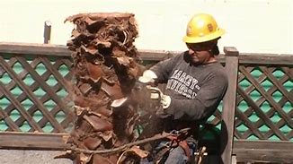 Image result for Chinese Fan Palm Tree Care