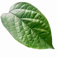 Image result for Bulath Leaf Logo