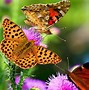 Image result for Beautiful Butterfly Desktop