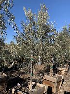 Image result for Mission Olive Tree