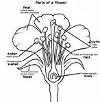 Image result for Science Parts of a Leaf