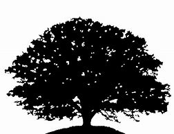 Image result for Transparent Oak Leaf Silhouette