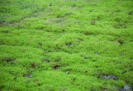 Image result for Separate Gametophyte Moss Antheridium