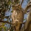 Image result for Eastern Screech Owl Legs