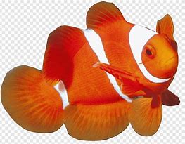 Image result for Ocean Animal Templates