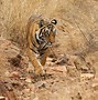 Image result for Bengal Tiger Panthera Tigris