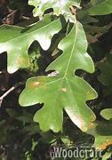 Image result for Post Oak Leaf Designs