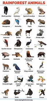 Image result for Rainforest Animals to Print