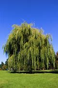 Image result for Weeping Willow Tree Silhouette