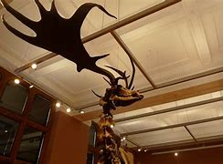 Image result for Irish Elk