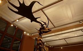 Image result for Irish Elk