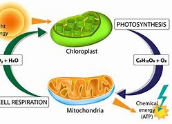 Image result for Cellular Respiration Energy Diagram