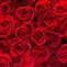 Image result for Coral Colored Roses with Names