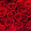 Image result for Coral Color Roses