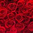 Image result for Coral Colored Roses