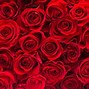 Image result for Bright Colored Roses