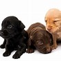 Image result for Cocker Spaniel Mix Puppy