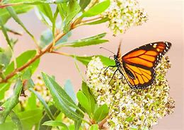 Image result for Butterfly Tree Logo