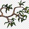 Image result for Olive Branch Transparent Background