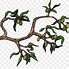 Image result for Olive Branch Vector Art PNG