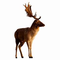 Image result for Outline of Deer