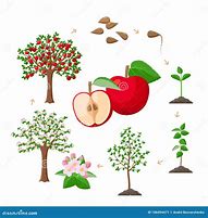 Image result for Apple Tree Life Cycle