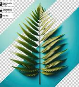 Image result for Palm Tree Leaf Transparent