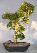 Image result for Fukien Tea Bonsai Tree