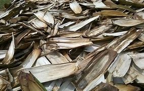 Image result for Areca Palm Tree