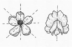 Image result for Symmetrical Flower Drawing