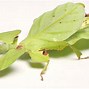 Image result for Leaf Insect Indonesia