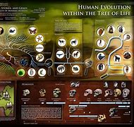 Image result for Human Evolution Faces