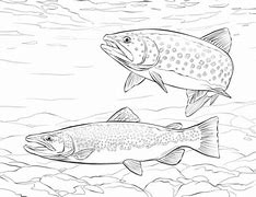 Image result for Trout Fish Coloring Pages