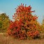 Image result for Black Cherry Tree Blooms