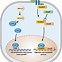 Image result for Hippo Yap Pathway