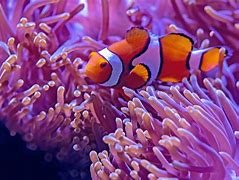 Image result for Finding Nemo All Fish